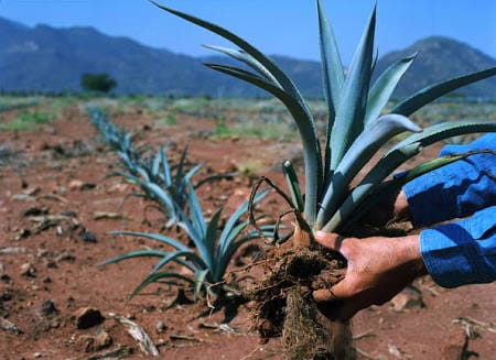 Planta de agave en el campo
