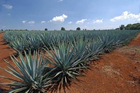 Campo de plantas de agave