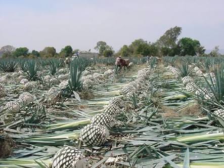 Plantas de agave recolectadas