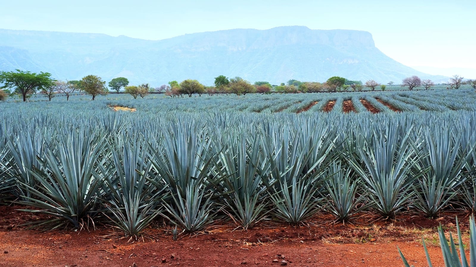 Cultivo de agave con montañas al fondo