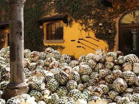Piñas de agave apiladas