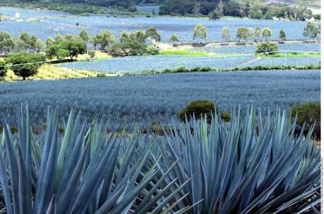 Campo de plantas de agave